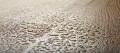 Enigma 4531 Aqua 24H Rose Tölgy vízálló laminált padló